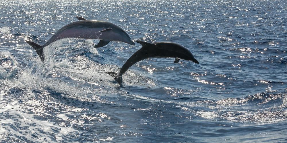 6 raisons de partir en voyage à Ténérife